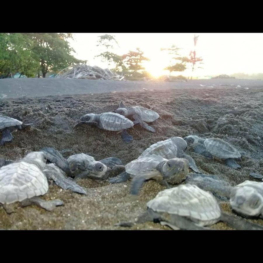 Villas Punta India Ostional Wildlife Refuge 外观 照片